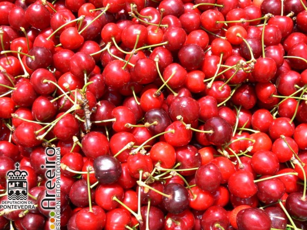 Cerezo - Cherry Tree - Cerdeira (Prunus avium) >> Cerezo (Prunus avium) - Cosecha Cerezas.jpg